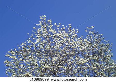 Magnolia View Large Photo Image Stock Photo - Magnolia. Fotosearch