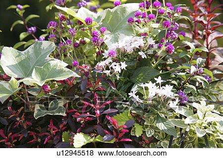 Mixed Species Gathered And Planted View Large Photo Image Stock Photo - Mixed Species Gathered And Planted. Fotosearch