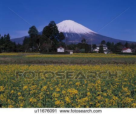 Stock Image - Mount Fuji Behind Field. Fotosearch