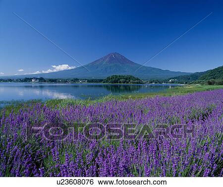 Stock Photograph - Mount Fuji From Lake. Fotosearch