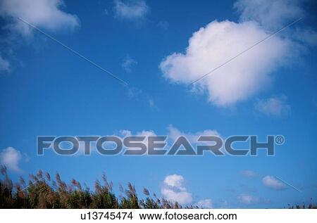 Picture - Pampas Grass Against Sky. Fotosearch