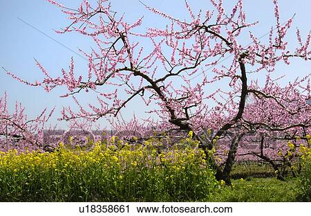 Stock Image - Peach. Fotosearch