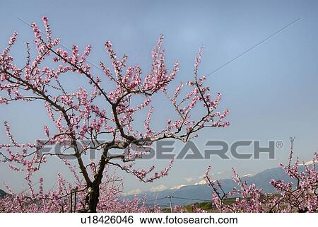 Peach View Large Photo Image Stock Photograph - Peach. Fotosearch