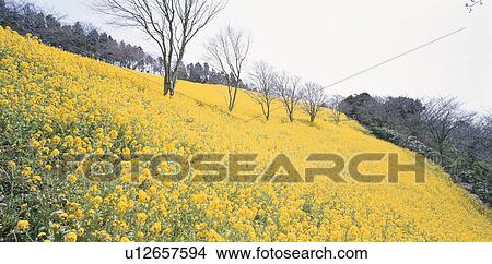 Picture - Rape-Blossoms Field. Fotosearch