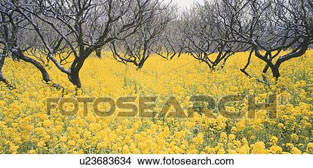 Rape-Blossoms Field View Large Photo Image Picture - Rape-Blossoms Field. Fotosearch