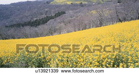 Rape-Blossoms Field View Large Photo Image Stock Photo - Rape-Blossoms Field. Fotosearch
