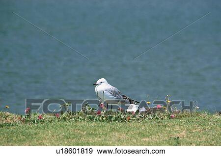 Stock Photo - Sea Gull Standing On Grass. Fotosearch