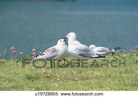 Stock Photography - Sea Gulls Standing On Grass. Fotosearch