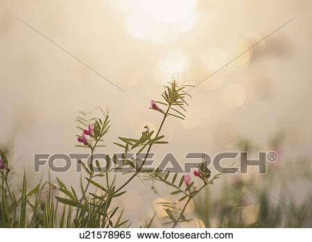 Stock Photography - The Flower Of Pea. Fotosearch