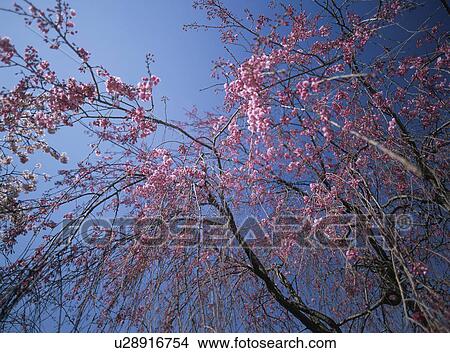 The Flower Of Weeping Cherry View Large Photo Image Picture - The Flower Of Weeping Cherry. Fotosearch