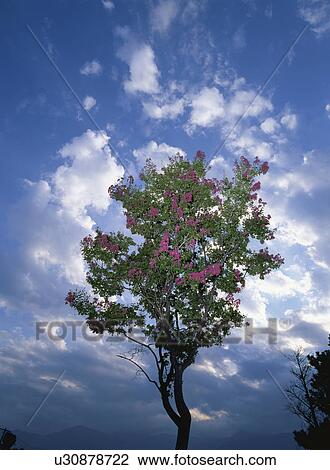Stock Image - The Tree Of A Crape Myrtle. Fotosearch