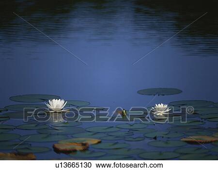 Stock Image - Water Lily. Fotosearch
