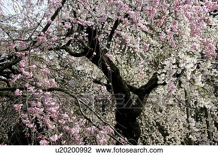 Stock Image - Weeping Cherry Tree. Fotosearch