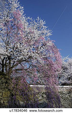 Weeping Cherry Tree View Large Photo Image Stock Photograph - Weeping Cherry Tree. Fotosearch