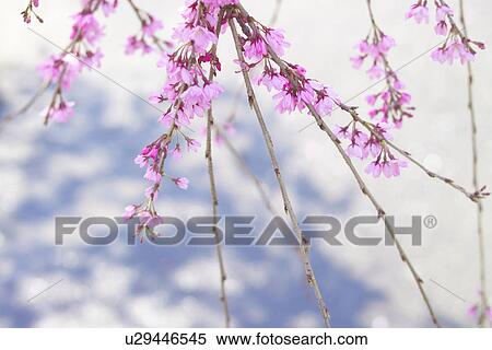 Weeping Cherry Tree View Large Photo Image Stock Photography - Weeping Cherry Tree. Fotosearch