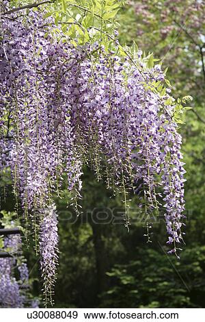 Stock Photo - Wisteria. Fotosearch