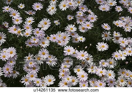 Stock Photography - A Pink Flower. Fotosearch
