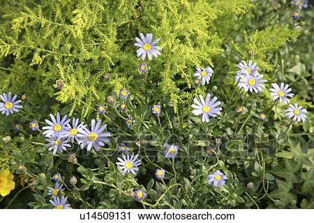 A Purple Floret View Large Photo Image Stock Image - A Purple Floret. Fotosearch