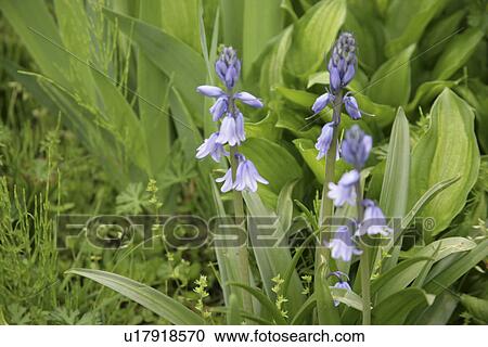 Stock Image - A Purple Flower. Fotosearch