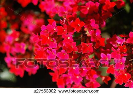 Stock Image - A Red Flower. Fotosearch
