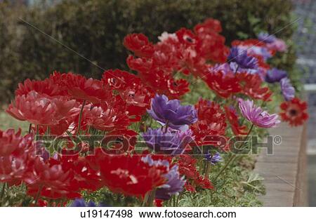 Stock Photo - Anemone. Fotosearch