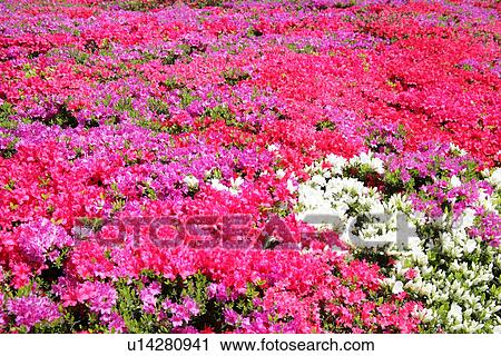 Stock Image - Azalea. Fotosearch