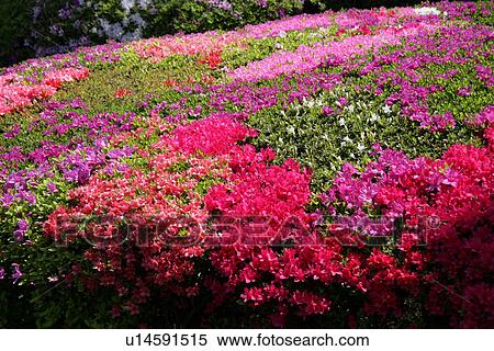 Stock Photography - Azalea. Fotosearch