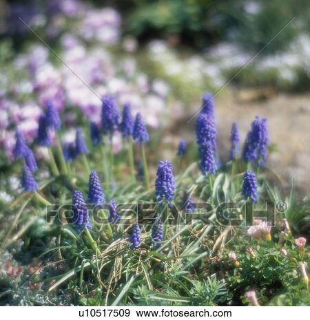 Blue Lavender View Large Photo Image Stock Photo - Blue Lavender. Fotosearch