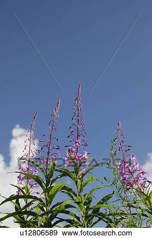 Blue Sky And A Orchid View Large Photo Image Stock Photo - Blue Sky And A Orchid. Fotosearch