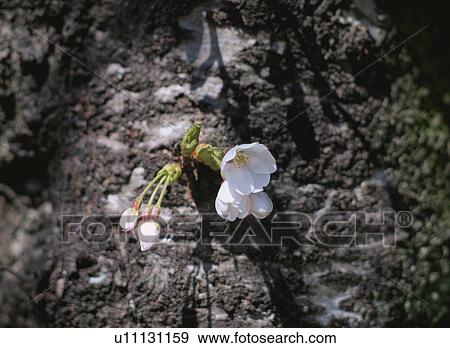 Stock Photo - Cherry Blossom. Fotosearch