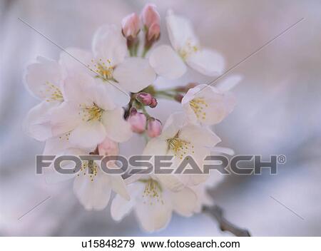 Stock Photo - Cherry Blossom. Fotosearch