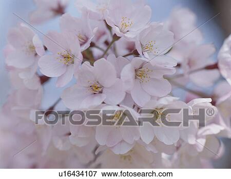 Cherry Blossom View Large Photo Image Stock Photo - Cherry Blossom. Fotosearch