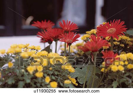 Stock Photography - Chrysanthemums. Fotosearch