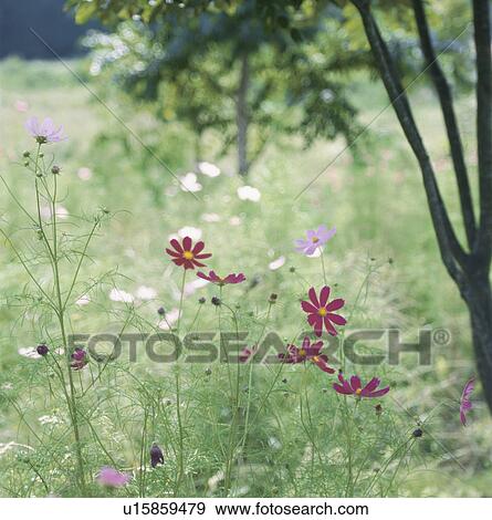 Cosmos And A Tree View Large Photo Image Stock Photo - Cosmos And A Tree. Fotosearch