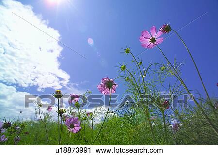 Stock Image - Cosmos. Fotosearch