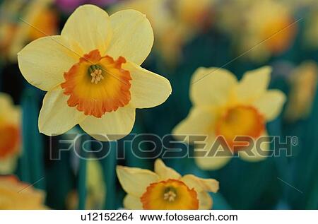 Picture - Daffodils. Fotosearch