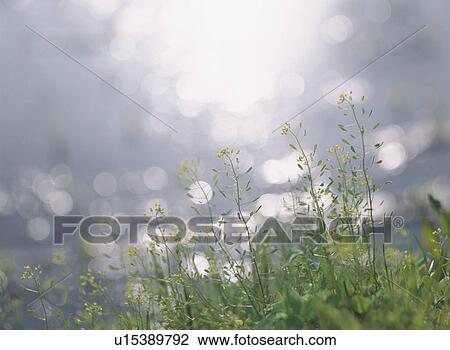 Flower On The Waterside View Large Photo Image Stock Image - Flower On The Waterside. Fotosearch