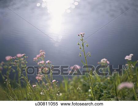 Flower On The Waterside View Large Photo Image Stock Photography - Flower On The Waterside. Fotosearch