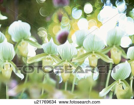 Picture - Flower. Fotosearch