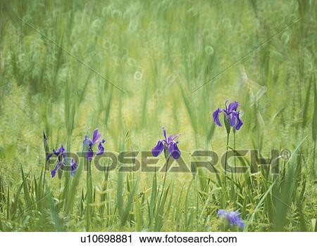 Flower View Large Photo Image Stock Image - Flower. Fotosearch