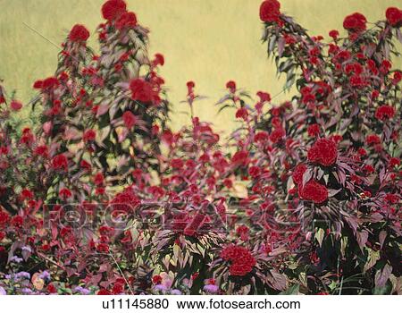 Stock Image - Flower. Fotosearch