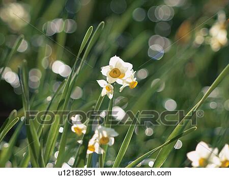 Flower View Large Photo Image Stock Image - Flower. Fotosearch