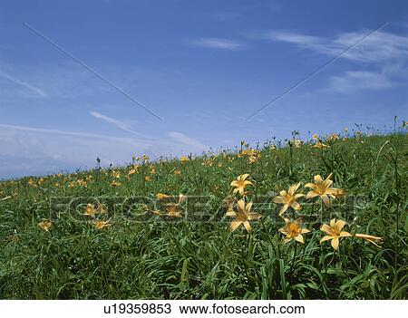 Flower View Large Photo Image Stock Image - Flower. Fotosearch