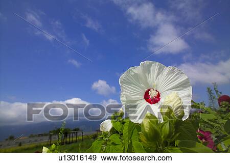Flower View Large Photo Image Stock Photo - Flower. Fotosearch