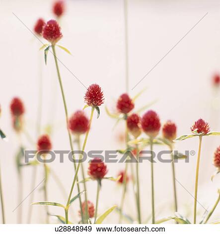 Stock Photo - Flower. Fotosearch