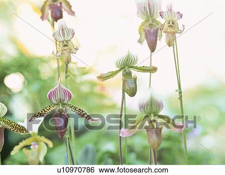 Stock Photograph - Flower. Fotosearch