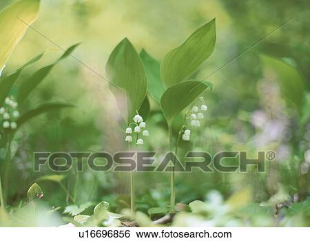 Stock Photograph - Flower. Fotosearch