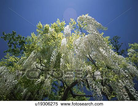 Flower View Large Photo Image Stock Photography - Flower. Fotosearch