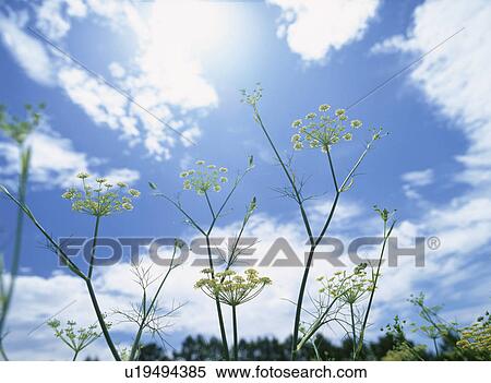 Flower View Large Photo Image Stock Photography - Flower. Fotosearch