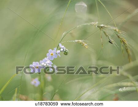 Forget-Me-Not View Large Photo Image Stock Photo - Forget-Me-Not. Fotosearch